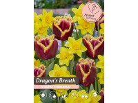 Tulipán és nárcisz Dragon's Breath Mix Tulipán és nárcisz Dragon's Breath Mix