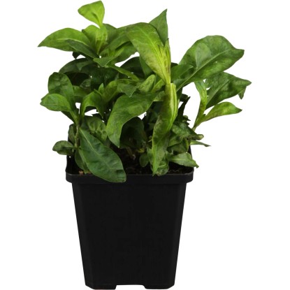 Évelő növények Welt der Schmetterlinge cserépátmérő: kb. 11 x 11 cm