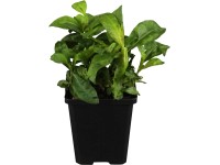 Évelő növények Welt der Schmetterlinge cserépátmérő: kb. 11 x 11 cm