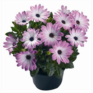 Fehér-rózsaszín fokföldi margaréta cserépben, Osteospermum ecklonis, színes virágokkal.