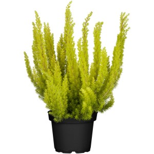 Fatereszt Erica arborea cserépben, kb. 10-20 cm magas, zöld strukturális növény dézsákba.