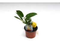 Citrom 10,5 cm Citrom 10,5 cm