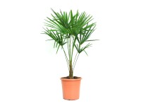 GROW by OBI kínai kenderpálma cserépátmérő kb. 24 cm Trachycarpus fortunei GROW by OBI kínai kenderpálma cserépátmérő kb. 24 cm Trachycarpus fortunei