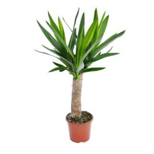 Yucca pálma cserépben, kb. 60-70 cm magas, zöld levelekkel.