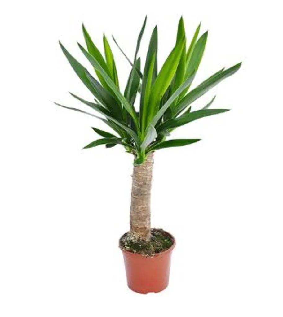 Yucca Maya tree