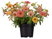 Kaméleon petúnia (Petunia chameleon) Kaméleon petúnia (Petunia chameleon)