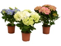 Cserepes szobahortenzia különböző színekben cserépátmérő: kb. 14 cm Hydrangea ma Cserepes szobahortenzia különböző színekben cserépátmérő: kb. 14 cm Hydrangea ma