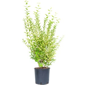 GROW by OBI Arany Liguster cserépben, kb. 80-100 cm magas, sárga-zöld levelekkel.