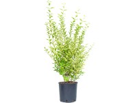 GROW by OBI Aureum fagyal magasság kb. 80 cm - 100 cm cserép kb. 10 l GROW by OBI Aureum fagyal magasság kb. 80 cm - 100 cm cserép kb. 10 l