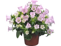 Harangvirág Harangvirág