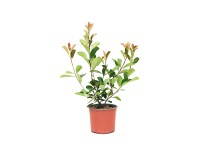 GROW by OBI Photinia Red Robin mag. 45cm cserép 3 liter-Photinia x fraseri