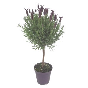Lila üstökös levendula törzs cserépben (Ø 18cm). Dekoratív Lavandula stoechas erkélyre és kertbe.
