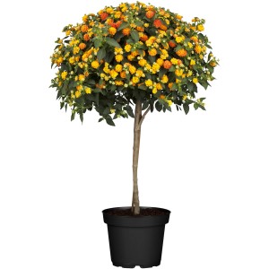 Lantana camara törzses, kb. 120-140 cm magas, sárga-narancssárga virágokkal cserépben.