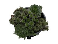 Kültéri pozsgások 5 darabos válogatás magasság kb. 5 cm - 10 cm Kültéri pozsgások 5 darabos válogatás magasság kb. 5 cm - 10 cm