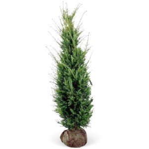 Tiszafa (Taxus baccata) szett, 20 darab, kb. 120-140 cm magas, gyökércsomagolt sövénynek.