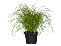 Vízipálma Vízipálma