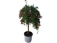 Gránátalma tő magasság kb. 30-40 cm cserépátmérő kb. 21 cm Punica granatum Gránátalma tő magasság kb. 30-40 cm cserépátmérő kb. 21 cm Punica granatum