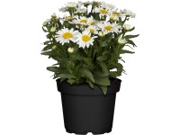 OBI kerti margaréta cserépátmérő: kb. 19 cm Leucanthemum
