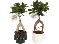Bonsai 