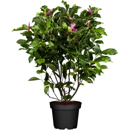 OBI liliomfa "Susan" rózsaszín magassága kb. 50-60 cm cserepe kb. 5 l Magnolia