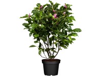 OBI liliomfa OBI liliomfa