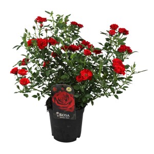 Piros Patio Hit rózsa cserépben, kb. 45 cm magas. Piros virágok és zöld levelek.