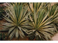 Törzses Pálmaliliom Yucca Gloriosa variegata Törzses Pálmaliliom Yucca Gloriosa variegata