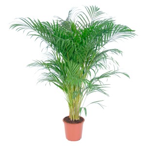 Aranypálma cserépben, zöld szobanövény sok levéllel, cserép-Ø kb. 24 cm.