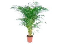 GROW by OBI Aranypálma magasság 110 - 120 cm cs.átm. kb. 24 cm