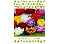 Double Late tulipán virághagyma Double Late tulipán virághagyma