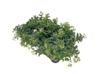 GROW by OBI csüngő jázmin fehér mag. 15 cm cserép 12 cm Solanum jasminoides GROW by OBI csüngő jázmin fehér mag. 15 cm cserép 12 cm Solanum jasminoides