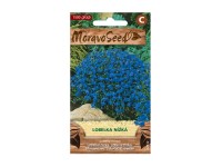 Törpe lobélia Törpe lobélia