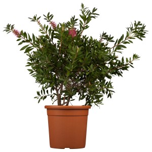 Ecsetfa Splendens 3 l-es cserépben, kb. 20-30 cm magas, piros virágfüzérekkel és zöld levelekkel.