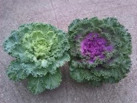 Fodros levelű Brassica Fodros levelű Brassica