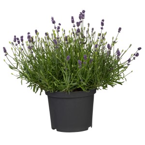 Igazi levendula (Lavandula angustifolia) cserépben, kb. 23 cm Ø, a GROW by OBI-tól.