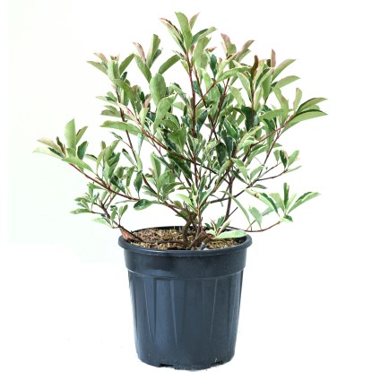 GROW by OBI kerti korallberkenye magasság kb. 25-30 cm cserép kb. 10 l