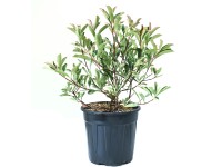 GROW by OBI kerti korallberkenye magasság kb. 25-30 cm cserép kb. 10 l