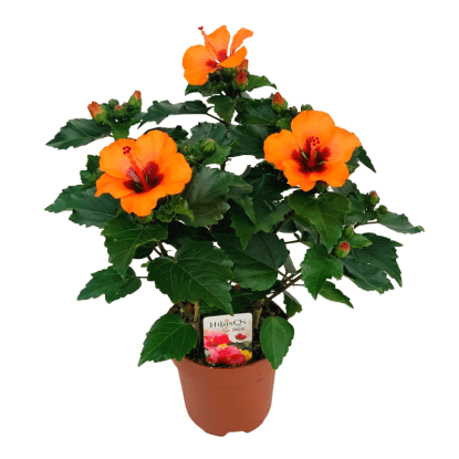 GROW by OBI kínai hibiszkusz "Petit Orange" mag. 30-40 cm Hibiscus rosa-sinensis