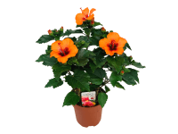 GROW by OBI kínai hibiszkusz GROW by OBI kínai hibiszkusz