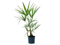 GROW by OBI kenderpálma magasság kb. 25 cm cserép kb. 2 l Trachycarpus fortunei