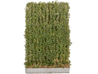 Nagylevelű ír borostyán 10 darab méret 120 x 180 cm