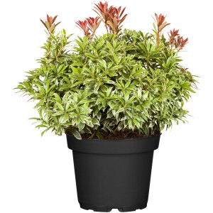 Cserepes Pieris 'Little Heath Rosa', zöld levelekkel, fehér szegéllyel és rózsaszín hajtásokkal.