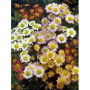 Cserepes Téli őszirózsa Mini Mums (Chrysanthemum) színes virágokkal fehér, rózsaszín, sárga és piros színekben.