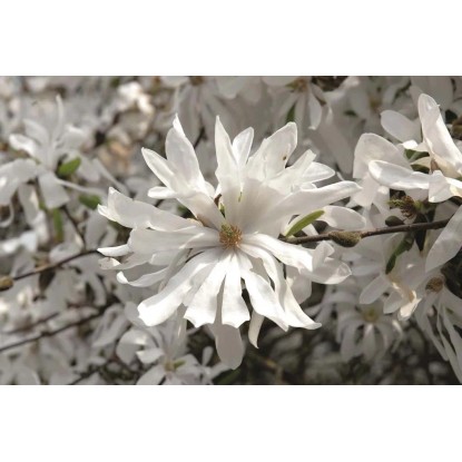 Csillagvirágú liliomfa "Royal Star" cserepe kb. 2 l Magnolia