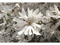 Csillagvirágú liliomfa 