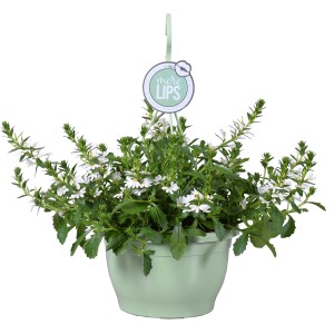 Fehér virágú legyezővirág függőkosárban (kb. 25 cm Ø).