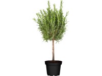 GROW by OBI fűszertő válogatás cserépátmérő kb. 14 cm GROW by OBI fűszertő válogatás cserépátmérő kb. 14 cm