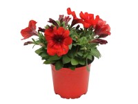 Petúnia piros-narancs 10,5 cm cserépben Petúnia piros-narancs 10,5 cm cserépben