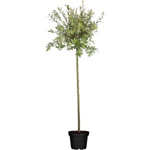 Japánfűz 'Hakuro Nishiki' cserépben, kb. 60-80 cm magas, zöld-fehér márványozott levelekkel.