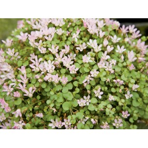 Finom rózsaszín-rózsaszín tündérrózsa (Anagallis tenella) cserépben, egy ritka tavi növény apró rózsaszín virágokkal.